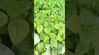 Beans plant 🥰nature villagelife farming agriculture [upl. by Ivette399]