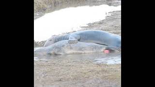 تزاوج الحيوانات الفقمه Seals mating [upl. by Kahn]