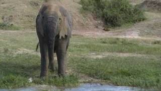 Wildlife in Kazinga Channel [upl. by Luz524]