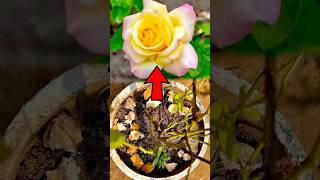 ଗୋଲାପ ଗଛ ପାଇଁ ଖତ 🌹rose fertilizer odia gardening tips viral [upl. by Ayotl]