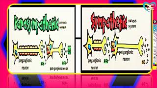 Parasympathetic and Enteric Nervous System PNS Part 2Full Explanation in Hindi  By NG Medicals [upl. by Pearlstein834]