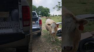 Biddie inspecting our work at the shop cow longhorn farming shorts [upl. by Ilarin]