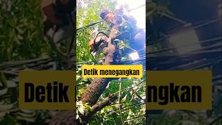 Menegangkan detik detik Keterampilan tukang kayu tebang pohon mahoni besar chainsaw pekerja27 [upl. by Mabel]