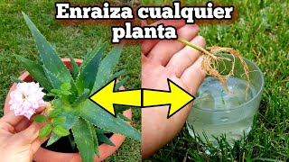 NADIE conoce ni HIZO este ENRAIZANTE casero NATURAL para Enraizar Cualquier Planta con hormonas [upl. by Roselba217]