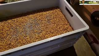 Mealworm sifting trays Insecto  simple way of sorting mealworms [upl. by Lubow]