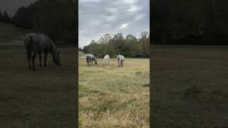 Appaloosa Horses Playing In A Field [upl. by Anirat]