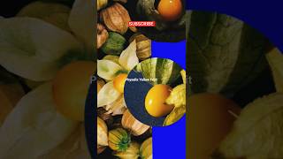 Yellow Raspberry  Physalis Peruviana fruit nature youtube viral trending shorts [upl. by Semyaj]