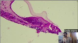 Histologie  Loreille interne Cochlée et Organe de Corti [upl. by Suqram760]