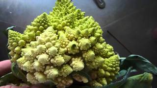 Romanescu  Romanesco broccoli  kinda Cauliflower [upl. by Frantz397]