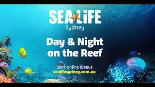 Day and Night on the Reef at SEA LIFE Sydney Aquarium [upl. by Beach]