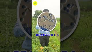 Natural Pest Control with Beauveria bassiana  Biopesticide Fungus  Biological Pest Management [upl. by Najtsirk]