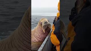 Giant Sea Monsters Caught by Fishermen 🐙🎣GiantSeaCreatures FishingDiscoveries OceanMysteries [upl. by Amby]