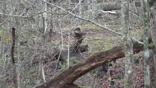 2019 West Virginia Turkey Hunt Pt 1 [upl. by Sverre]