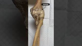 Hinge joint  Elbow joint  Radius ulna  Humerus biology ncert anatomy bones skeleton joints [upl. by Gerk]