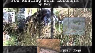 Fox Hunting with Lurchers [upl. by Drida]