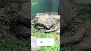 This burmese python serpent has aspecial house disney wildlifeviralshort viralvideoviralshorts [upl. by Rabbaj623]