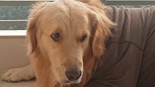 golden retriever BARKING sound of dog barking😜😱😤😂 [upl. by Annahoj]