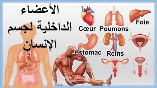 Les organes internes du corps humain ❤ الأعضاء الداخلية لجسم الإنسان [upl. by Enihpad]