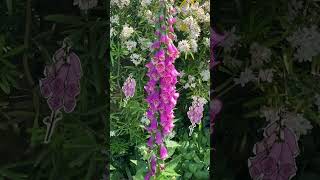 Foxgloves and my local park 🤗☀️😉 flowers foxgloves gardenlover flowers explore viralshort [upl. by Kalle]