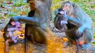 Baby monkey mistook mother for mother and was beaten confused and scared [upl. by Akital]