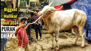 Hallikar Bull Pair in Bangladesh • Hallikar Cow • Qurbani Goru • Cow Lovers [upl. by Yhtuv]