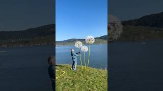 Pusteblumen vom Bonvalet Einsiedeln pusteblume bonvalet einsiedeln [upl. by Halyahs]