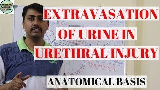 Anatomical Basis of Extravasation of Urine in Urethral Injury [upl. by Stock]