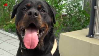 Haustier gesucht Das ist Rottweiler Lenox [upl. by Lisha]