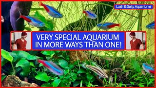 My Most Unique Aquarium Part Blackwater All Amazon [upl. by Livesay651]