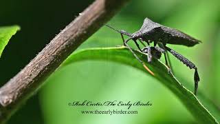 LEAFFOOTED BUG Acanthocephala terminalis feeding [upl. by Anniram218]