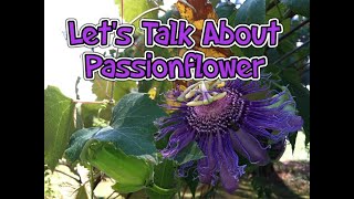 Lets Talk About Passionflower Medicinal Herb [upl. by Kenway471]