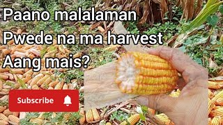 Paano malalaman na pwede na ma harvest Ang mais agriculture cornfarming [upl. by Col]