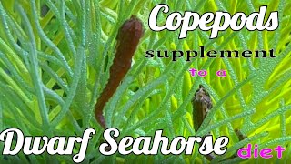 Keeping Copepods for a Dwarf Seahorse Tank [upl. by Clava]