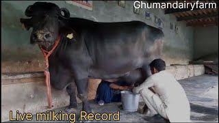 👍 20kg Milk Full 🔥Live Milking Recording ✌️ village Malikpur Phagwara mysecondvlog viralvideo [upl. by Seiber]