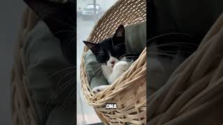 ❤️¿Cuántas VECES al Día se LAME un GATO🐱👅 [upl. by Nani]