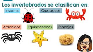 Los animales vertebrados e invertebrados similitudes y diferencias [upl. by Letch]