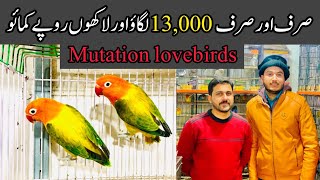 euwing opaline lovebird price  Lovebirds new price update  college road rawalpindi birds market [upl. by Freedman]