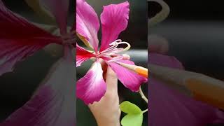 Parts of flower Stamen amp Pistil in orchid  Class 7  Chapter 12 [upl. by Zaob]