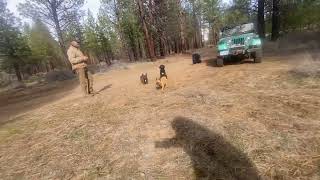 Canoodle Cane Corso Poodle rescue at four months SIT STAY with distractions [upl. by Bowes]