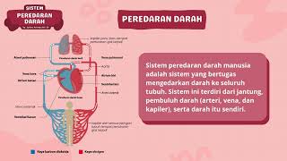 Sistem Peredaran Darah Manusia  IPA  Syifara Anindya 8A  30 [upl. by Jonis]