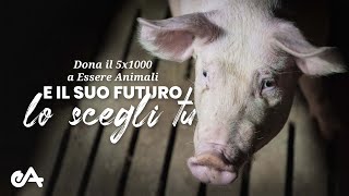 Dona il 5x1000 a Essere Animali [upl. by Enaujed]