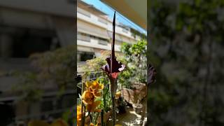 Amorphophallus konjac Blooms Again Ανθίζει Δεύτερη Φορά Аморфофаллус коньяк Цветет Снова [upl. by Toblat]