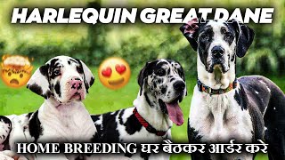 Harlequinn Great Dane puppies for sale ll Great dane price [upl. by Arytas]