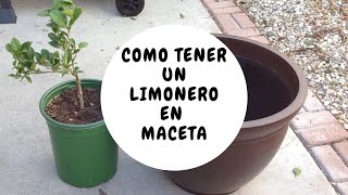 Como tener un limonero en maceta [upl. by Haile]