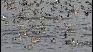 Pintail Landing Take off Slow motion [upl. by Rosene]