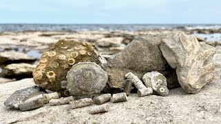 Death Plates Crinoids Brachiopods and Other Fun Fossils [upl. by Llennej569]