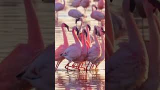 Dancing flamingos 🦩❤️ [upl. by Tuchman]