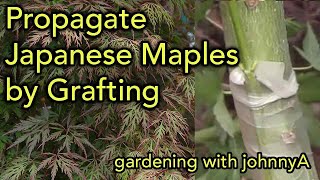 How and When to Graft Red and Green Leaf Japanese Maples  Propagation Tips and Techniques [upl. by Jarlathus]