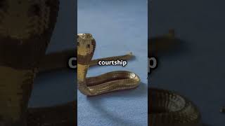 Why Snakes Eat Themselves Shocking Truth  Snake biting its own tail Video Snake bite meaning dream [upl. by Henghold]