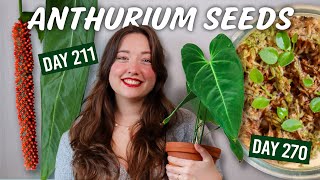 Easy Anthurium Pollination amp Seeds Guide [upl. by Ariait]